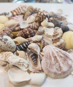 صدف-خارجی-میکس