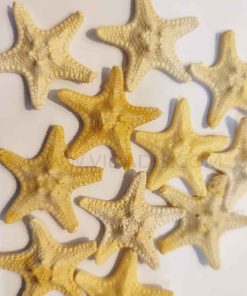 ستاره-دریایی-رزینی