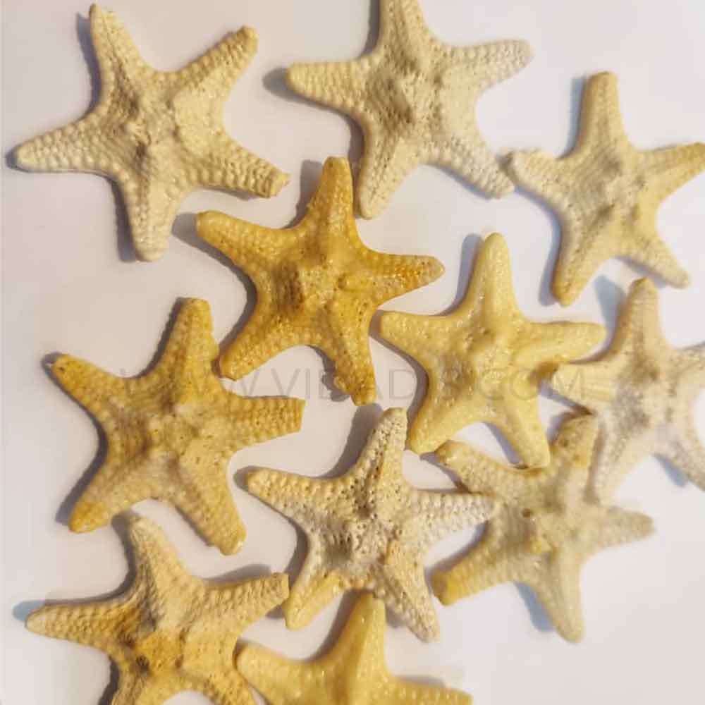 ستاره-دریایی-رزینی